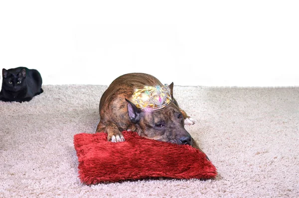 Spanish Bulldog (Alano Español) Lying Down with a Crown