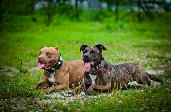 american pit bull terrier dogs lying down on grass