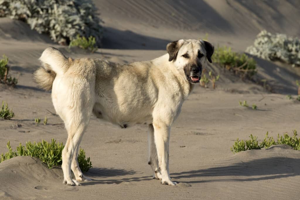 Anatolian Shepherd standing on the sand