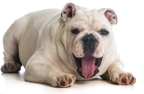 Dorset Old Tyme Bulldog Yawning