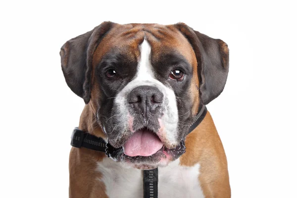 Valley Bulldog Puppy Close Up