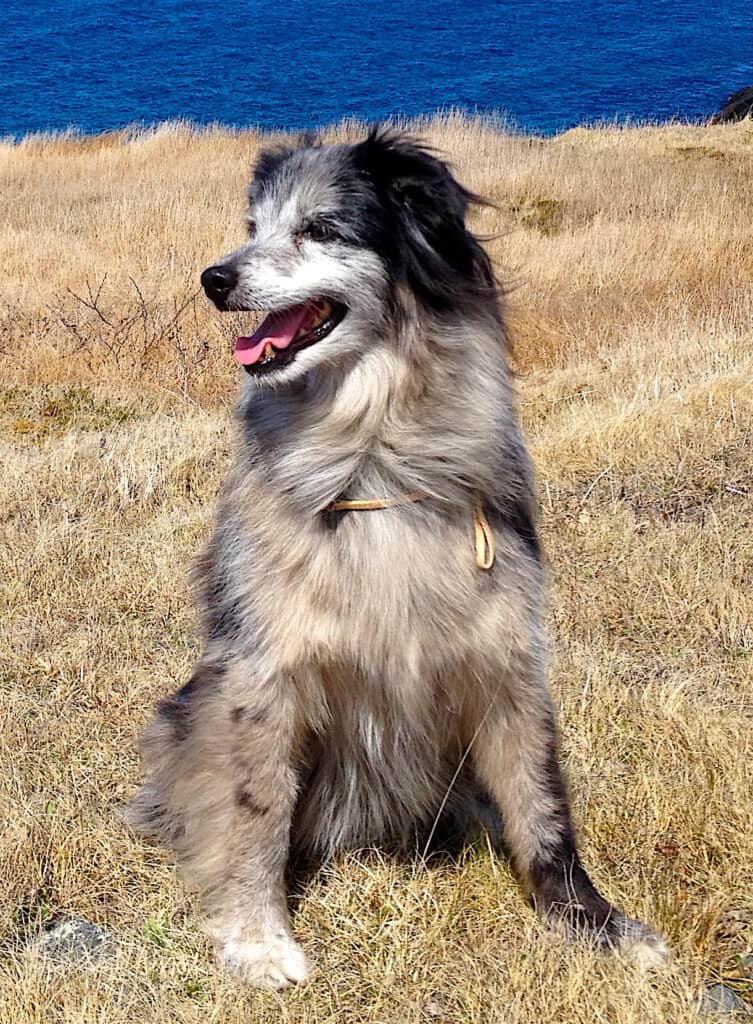 Pyrenean Shepherd standing sitting in a field