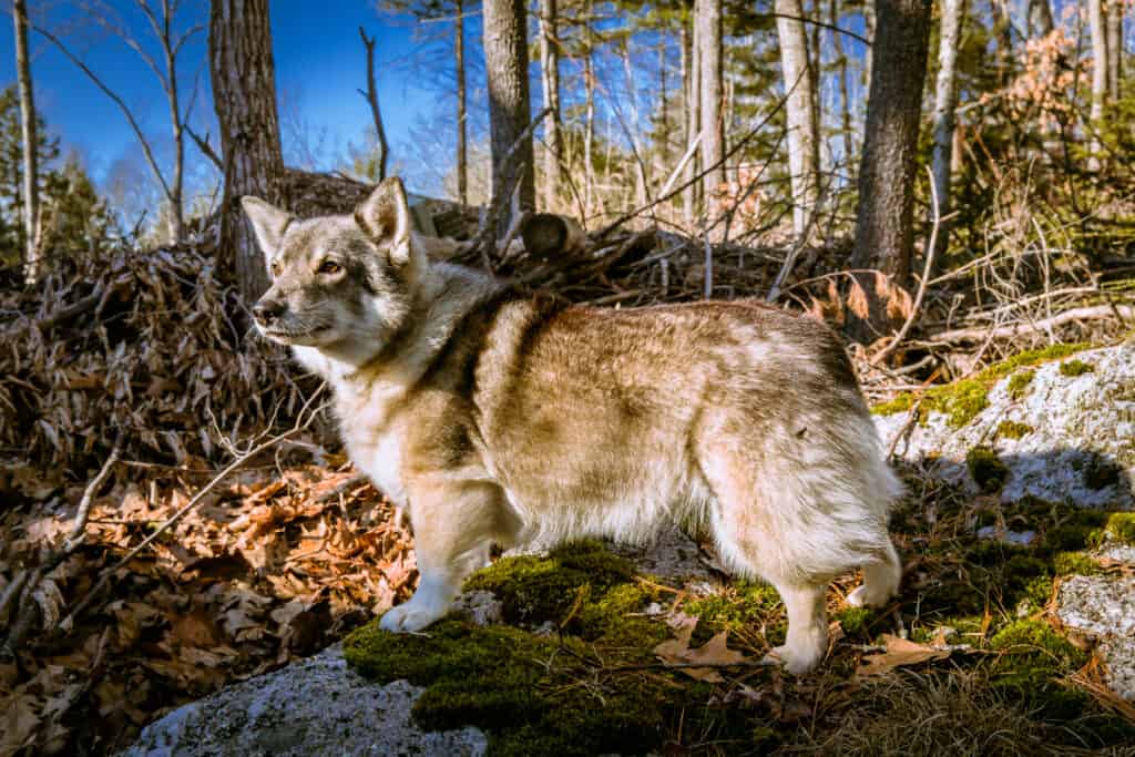 Swedish Vallhund walking in forests alone