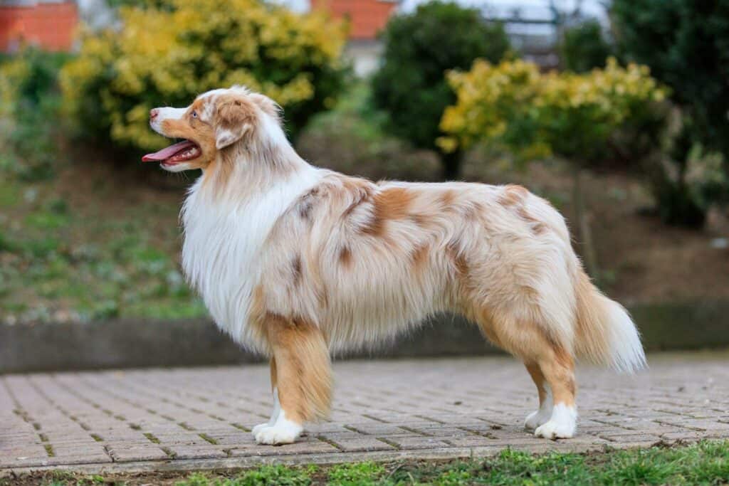 Miniature American Shepherd posing