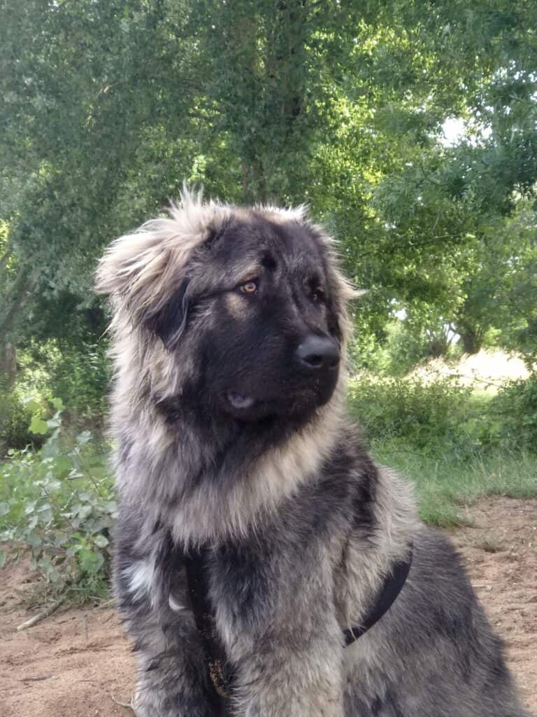 caucasian shepherd dog,portrait