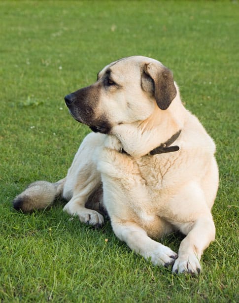 Anatolian Shepherd on the grass