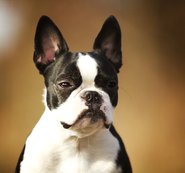 Boston Bulldog (Boston Terrier) Stink Face