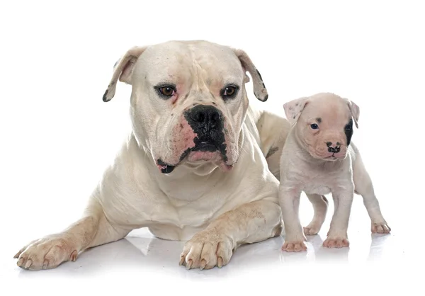 Scott Bulldog (Scott American Bulldog) Mama with Puppy