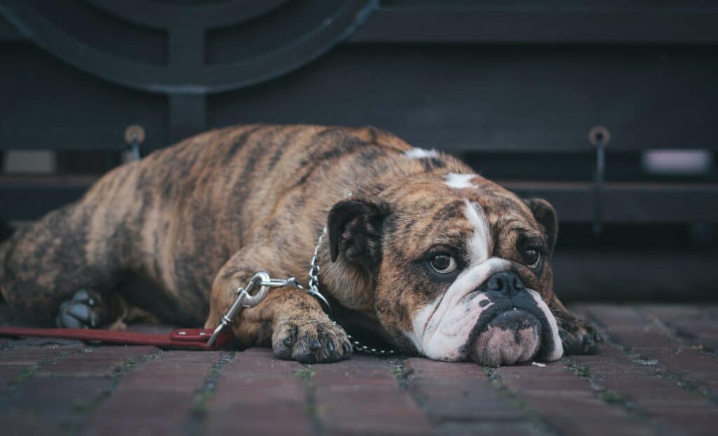 alapaha blue blood bulldog brown puppy lying down