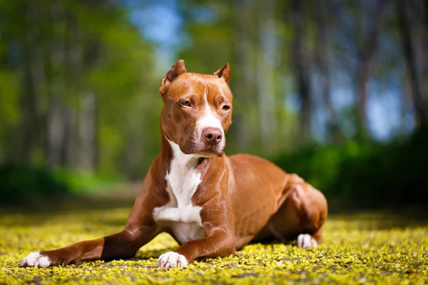 american pit bull terrier brown lying down on grass