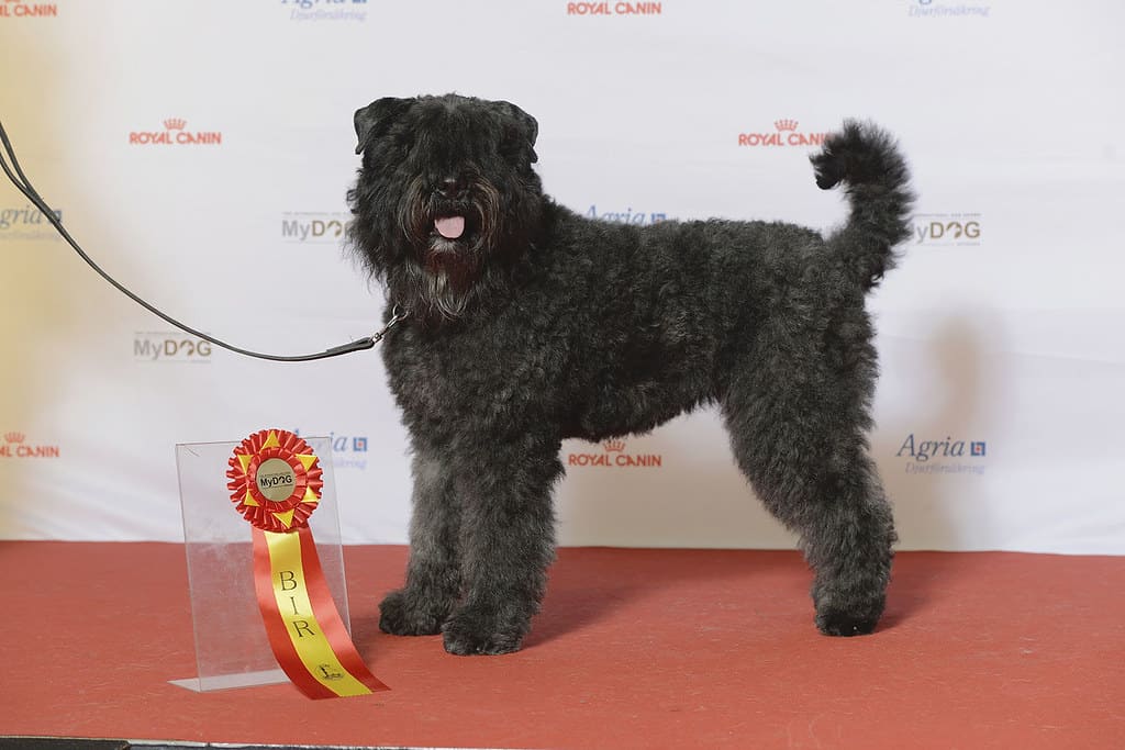 Bouvier des Flandres showing