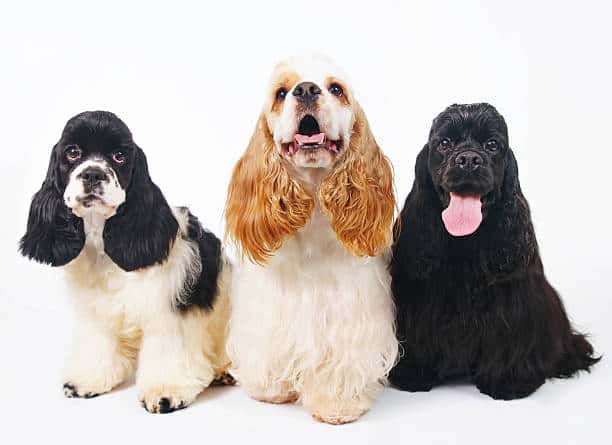 Three American Cocker Spaniel dogs posing indoors