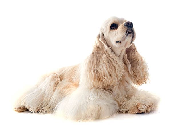 American Cocker Spaniel Facing Upper Right