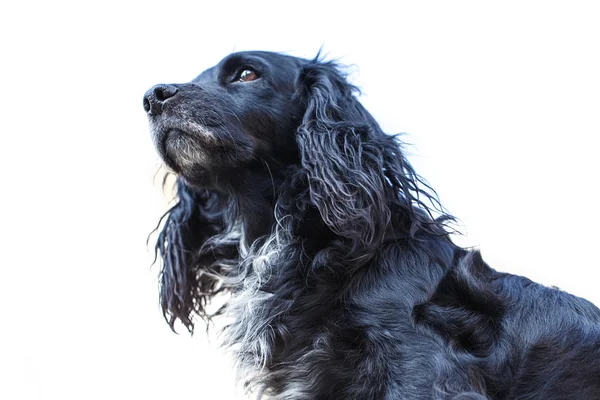 American Water Spaniel Looking Up