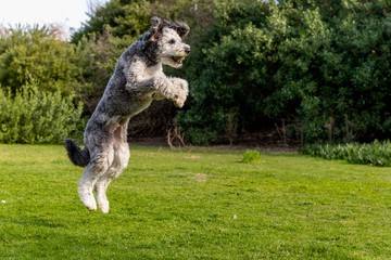 Aussiedoodle (Australian Shepherd + Poodle) Playing Outdoors