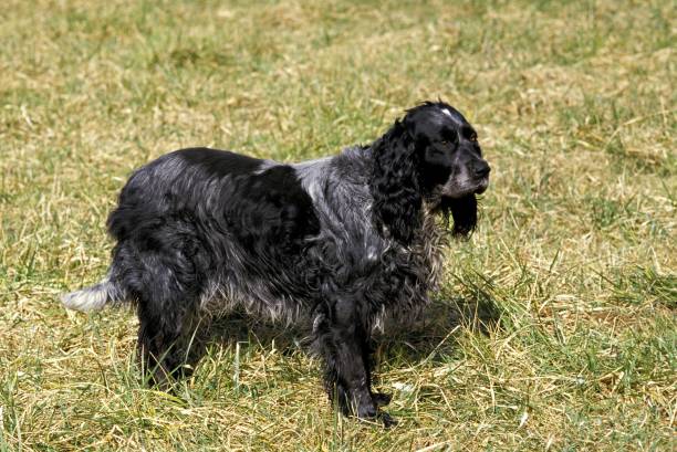 Blue Picardy Spaniel Dog standing on Grass