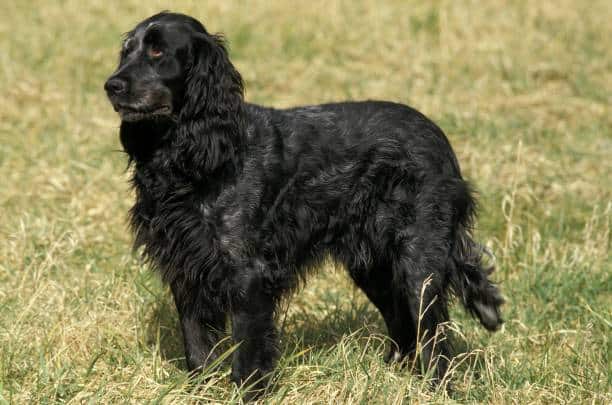 Blue Picardy Spaniel, Dog standing on Grass