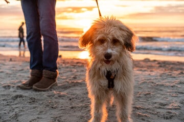 Boxerdoodle (Boxer + Poodle) on aleash walking on the beach