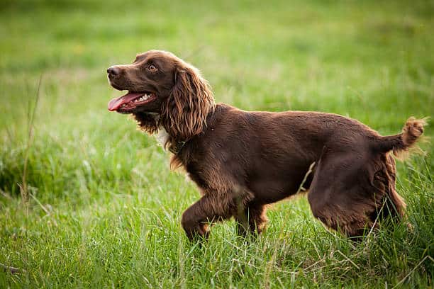 Boykin Spaniel male dog walking on a field