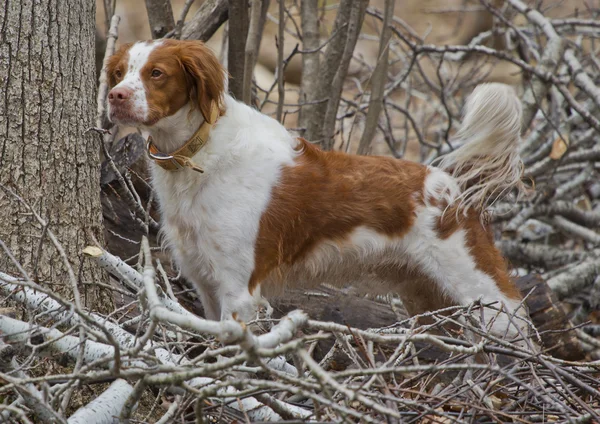 Brittany Spaniel Standing on top of Tree Branches