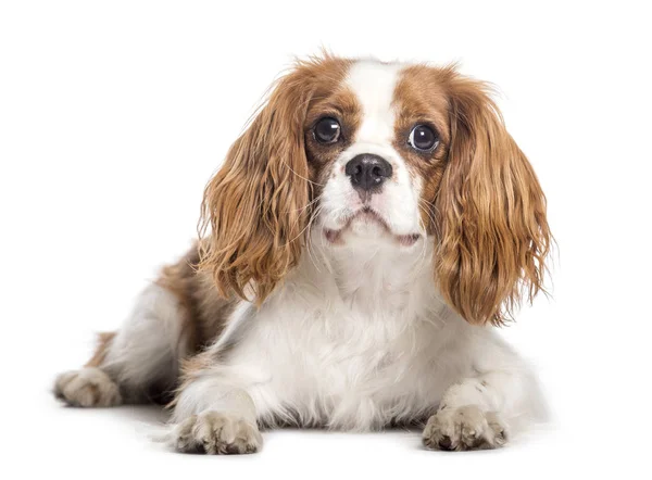 Cavalier King Charles Spaniel Lying Down