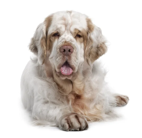 Clumber Spaniel Lying Down Tongue Out Facing Front