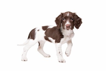 Drentse Patrijshond Puppy Standing