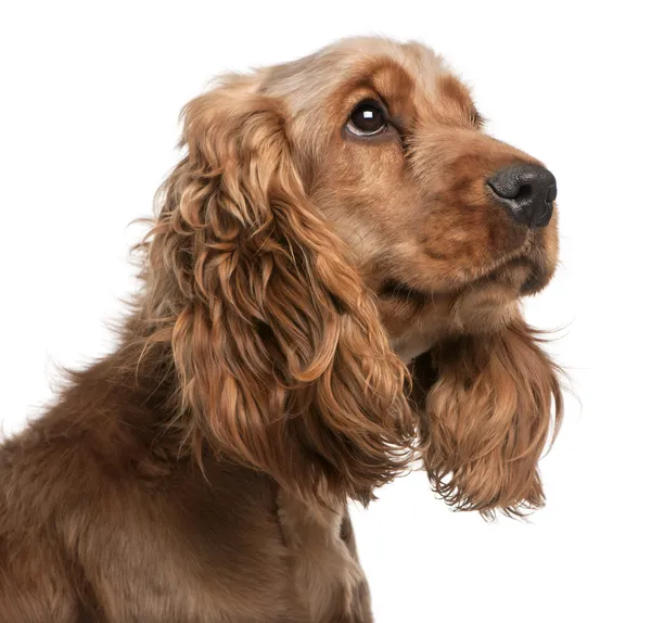 English Cocker Spaniel Looking Up