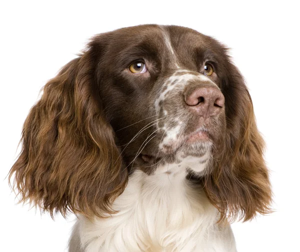 English Springer Spaniel Face Looking Up Side-Angle