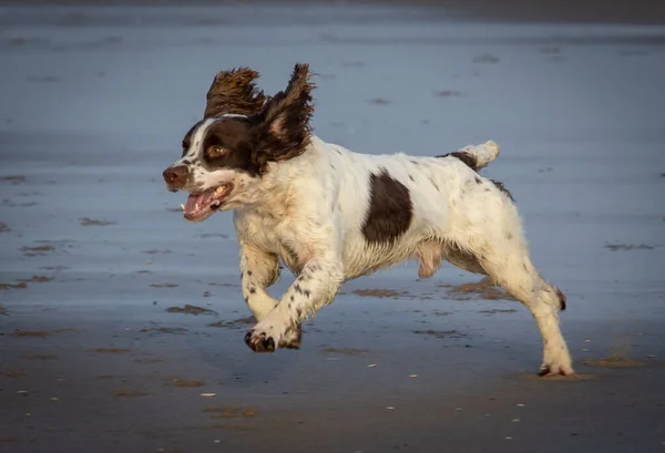 French Spaniel (Épagneul Français) Jumping on Water