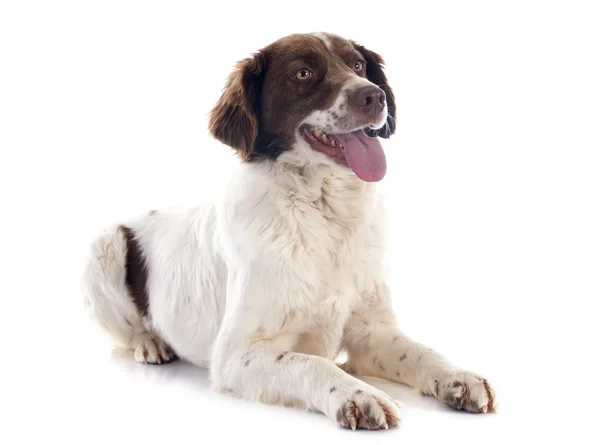 French Spaniel (Épagneul Français) Lying DOwn Facing Right