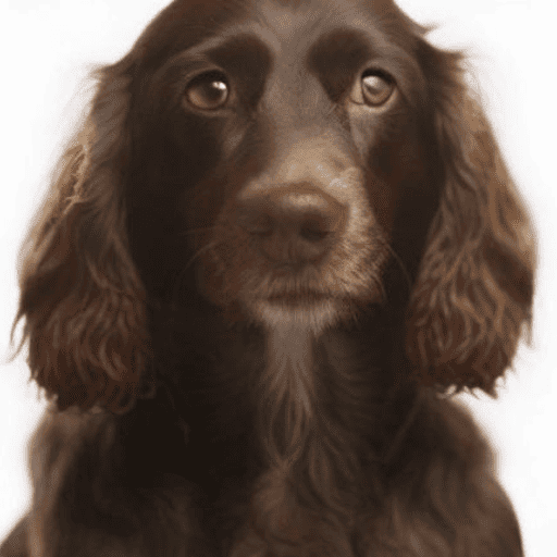 German Spaniel Portrait (2)