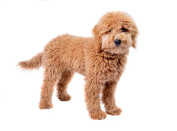 Goldendoodle (Golden Retriever + Poodle) Standing