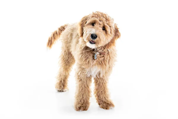 Irish Doodle (Irish Setter + Poodle) Standing Titlting its head