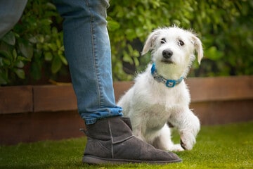 Jackapoo (Jack Russell Terrier + Poodle) next to a human foot