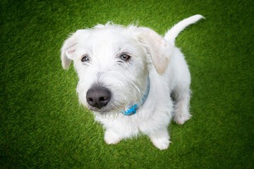 Jackapoo (Jack Russell Terrier + Poodle) sitting down outdoors