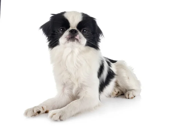 Japanese Chin (Japan) Lying Down