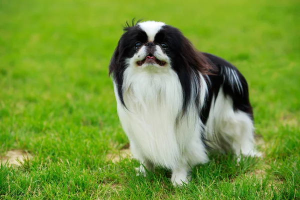 Japanese Chin (Japan) Standing on a Field