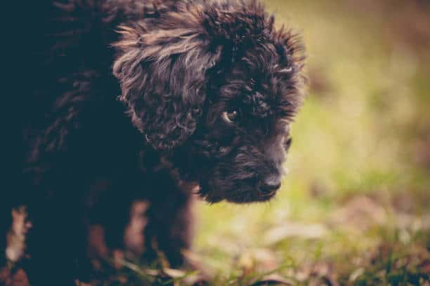 Newfypoo Newfoundland Poodle puppy explores the backyard close-up.