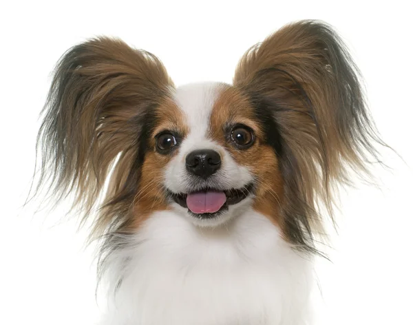 Papillon Close Up Face