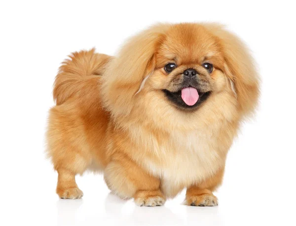 Pekingese (China) Standing Up