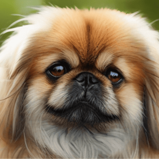 Pekingese Portrait (2)