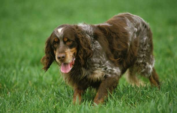 Picardy Spaniel, Adult standing on Grass