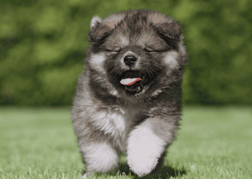 Caucasian Shepherd puppie