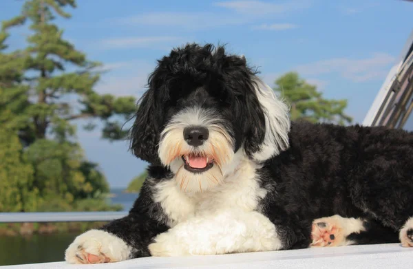 Sheltidoodle (Shetland Sheepdog + Poodle) lying down outdoors