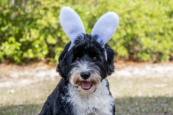 Sheltidoodle (Shetland Sheepdog + Poodle) with bunny ears