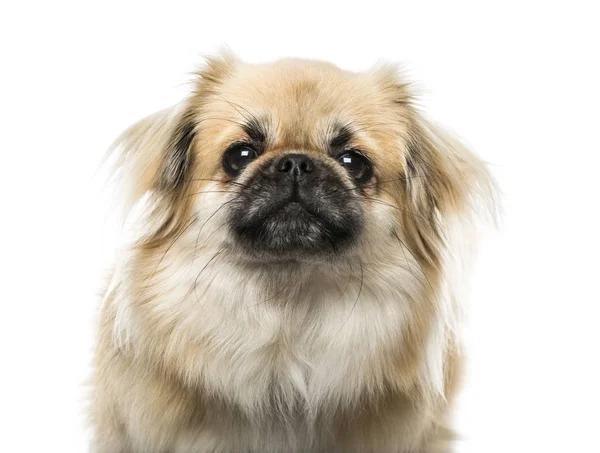 Tibetan Spaniel (Tibet) Close Up Face