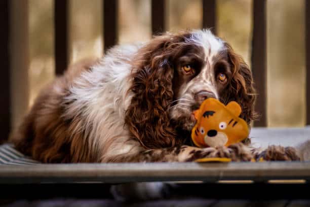 Toy Trawler Spaniel (United Kingdom) Playing with a Toy