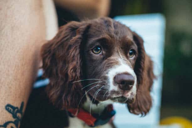 A closeup shot of Toy Trawler Spaniel (United Kingdom) on blurred background