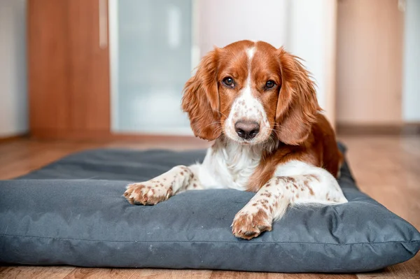 Welsh Springer Spaniel Lying Down on a Doggy Pillow